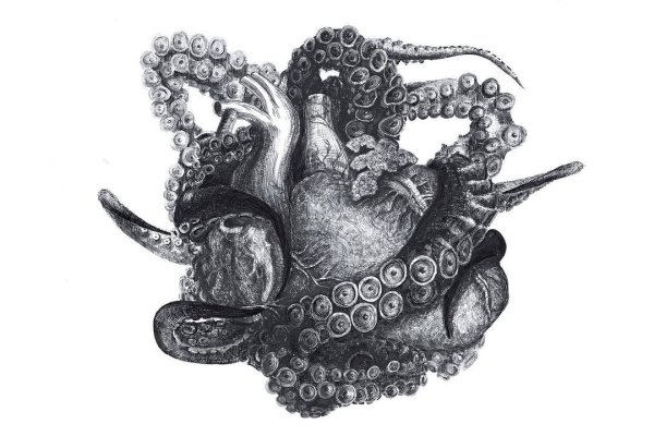 Kraken вход kraken torion