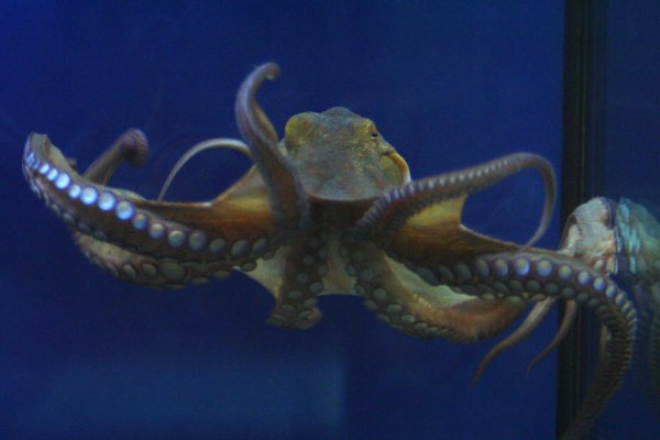 Kraken 24at