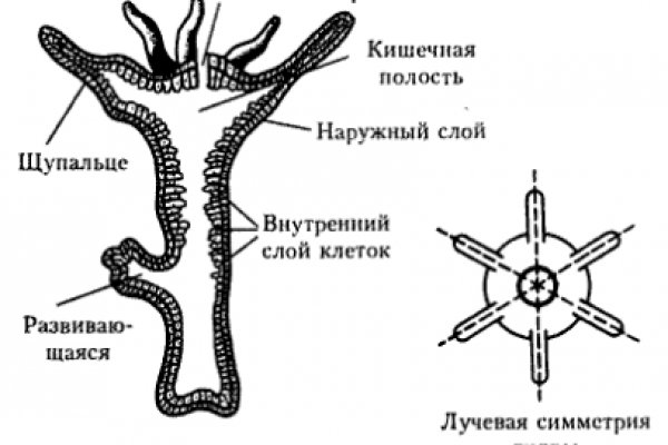 Кракен даркнет ссылка kraken link24 info