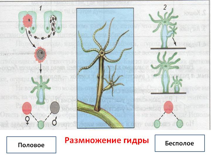 Кракен интернет площадка